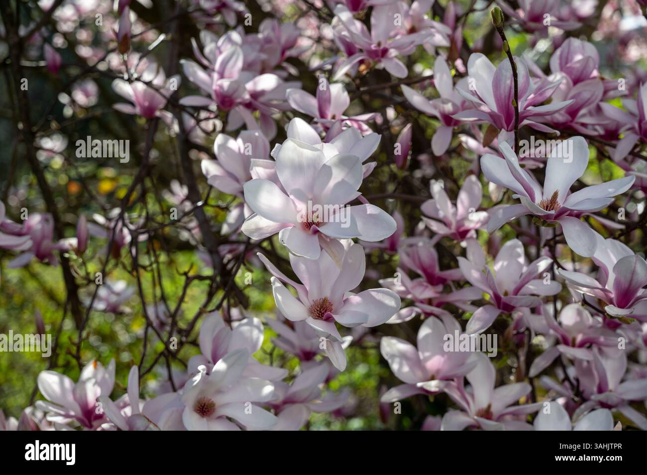 Many pink magnolia blossoms on the branches of a tree Stock Photo - Alamy