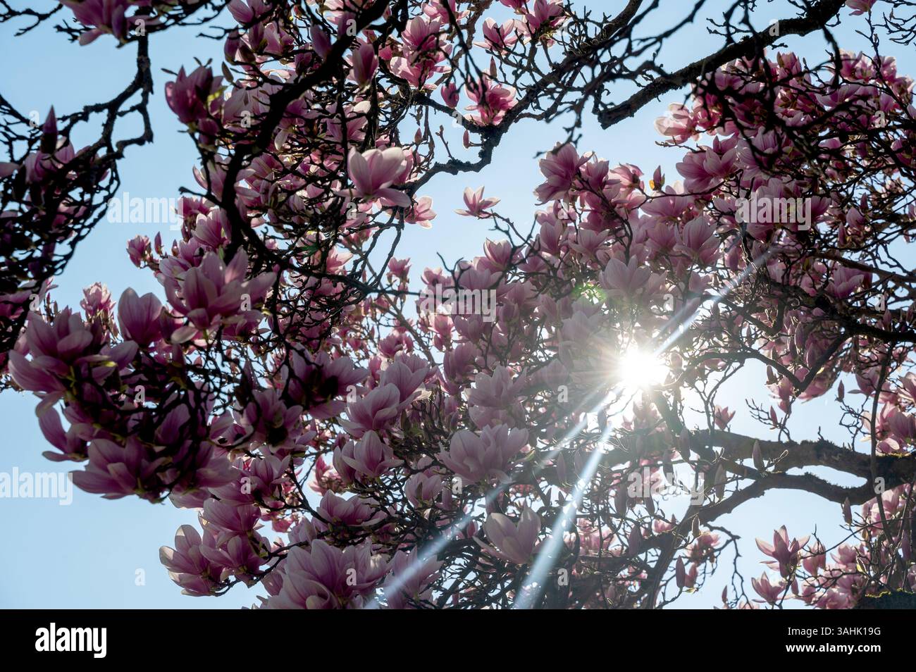 Magnolia blossoms on a tree with a blue sky and sun Stock Photo - Alamy