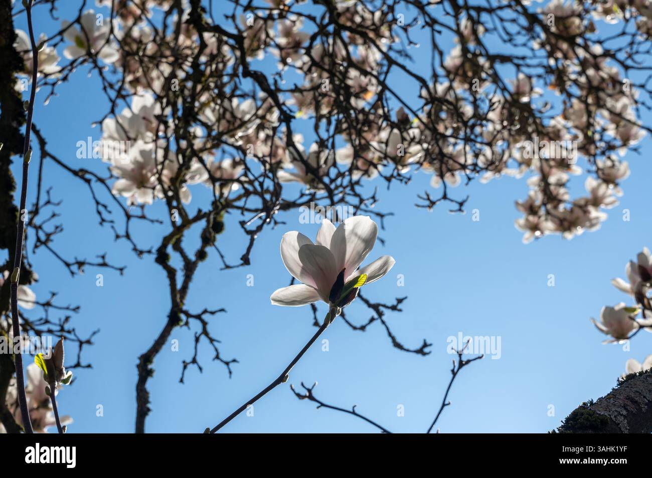 White magnolia blossoms on a tree with a blue sky Stock Photo - Alamy