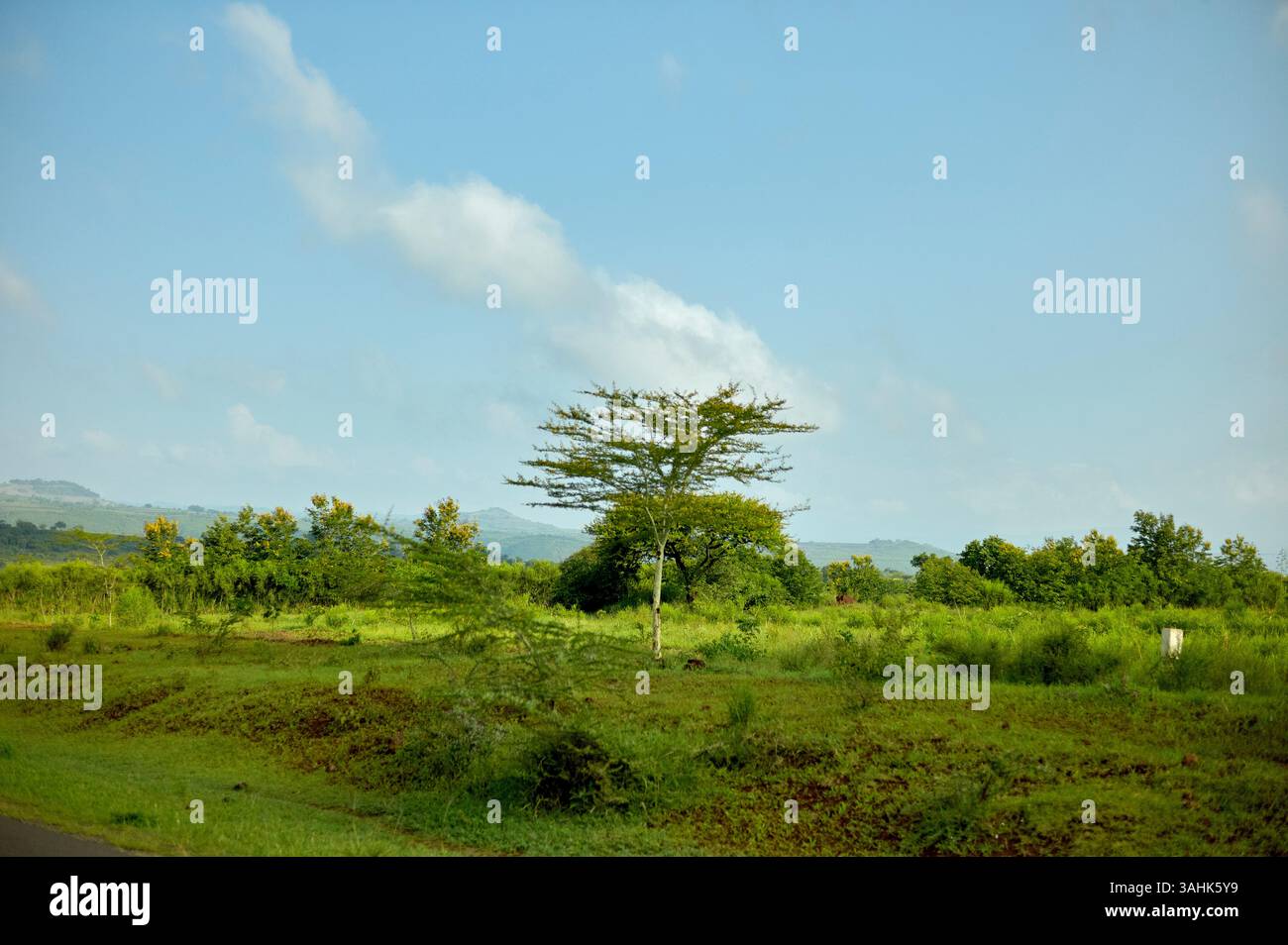 A solitary tree stands in a lush green field under a clear blue sky ...