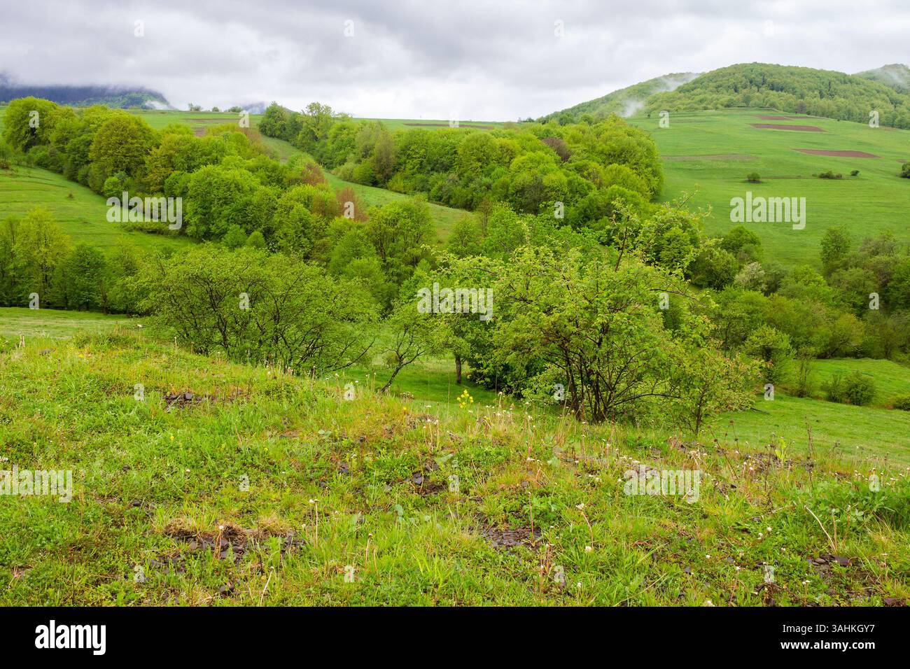 pasture on hill in rural landscape in spring. carpathian organic farmland. scenic nature scenery with green grass and foliage on a rainy day. clouds o Stock Photo