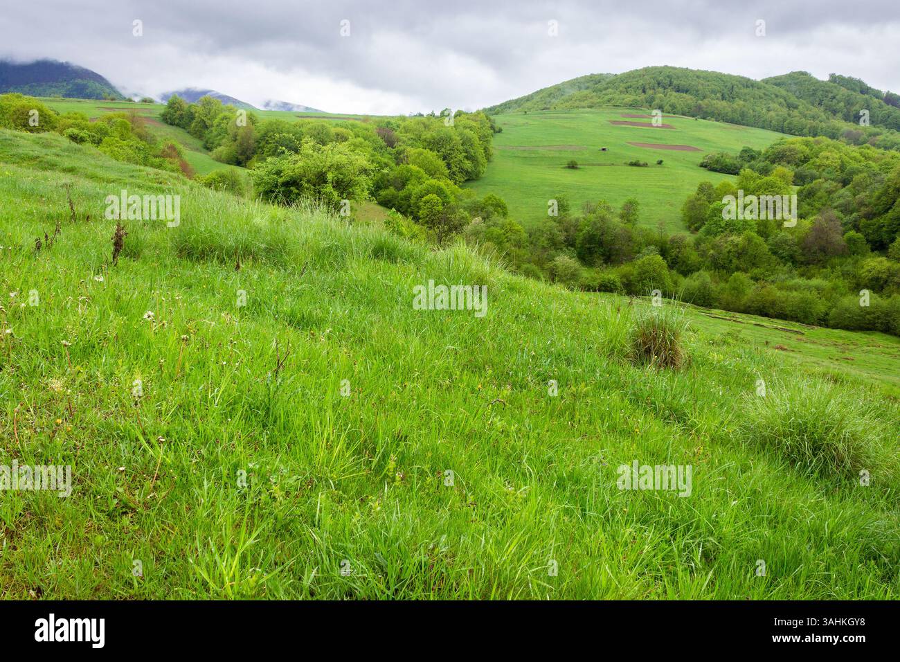 pasture on hill in rural landscape in spring. highland of ukraine. scenic nature scenery with green grass and foliage on a rainy day. clouds on the sk Stock Photo