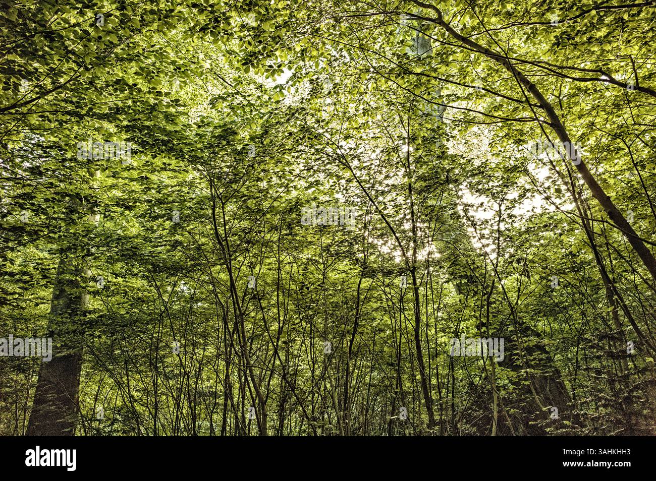 Lush green forest canopy with sunlight filtering through dense foliage ...
