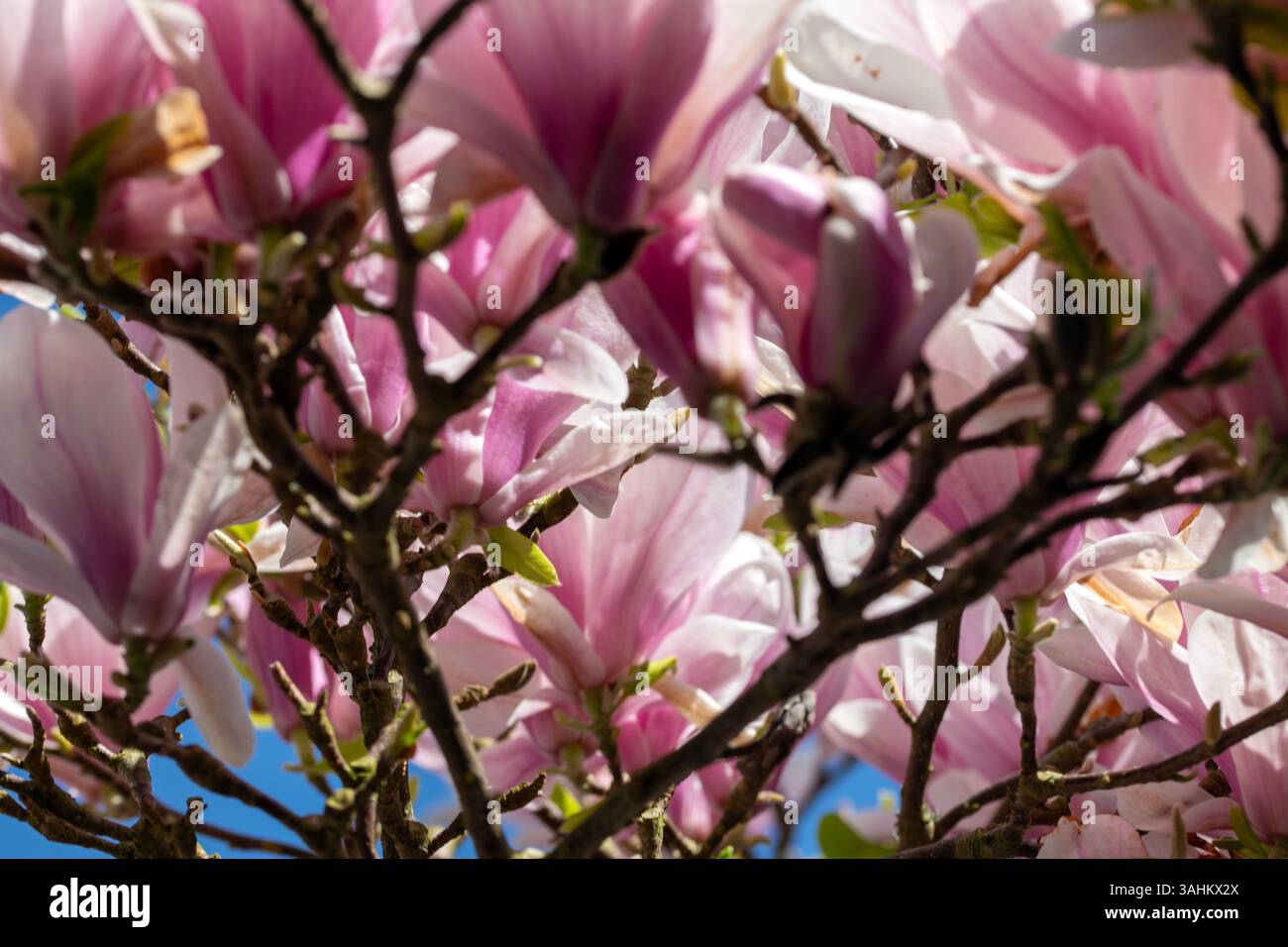 Pink And White Magnolia Soulangeana Flowers Stock Photo - Alamy