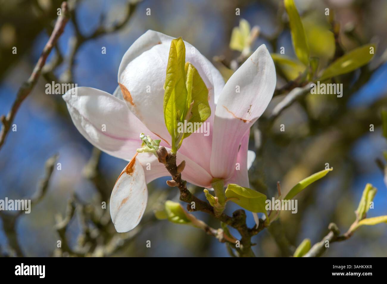 Pink And White Magnolia Soulangeana Flowers Stock Photo - Alamy