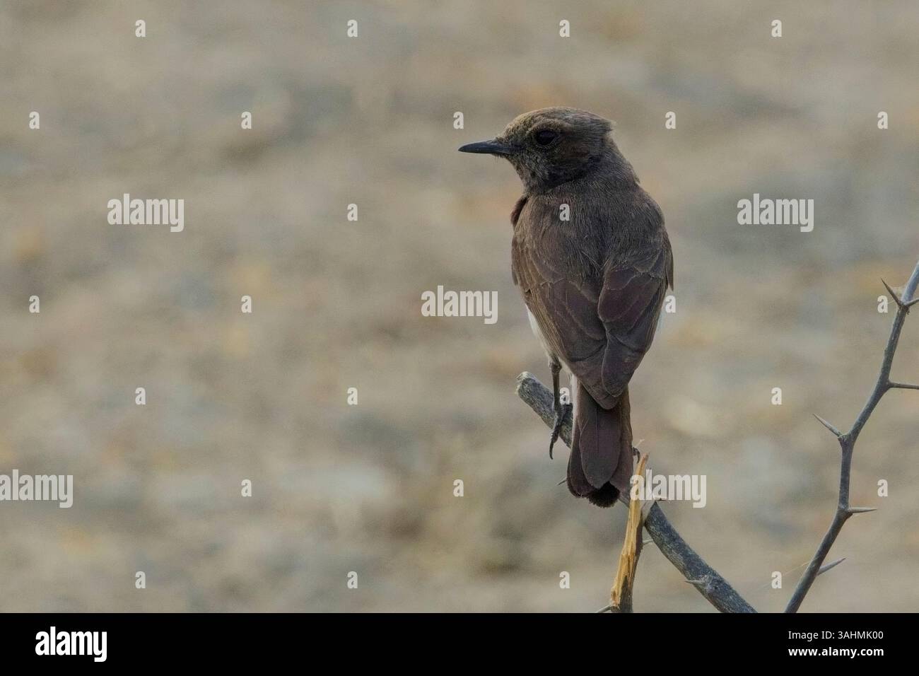 Variable Wheatear (Oenanthe picata), perched, Little Rann of Kutch ...