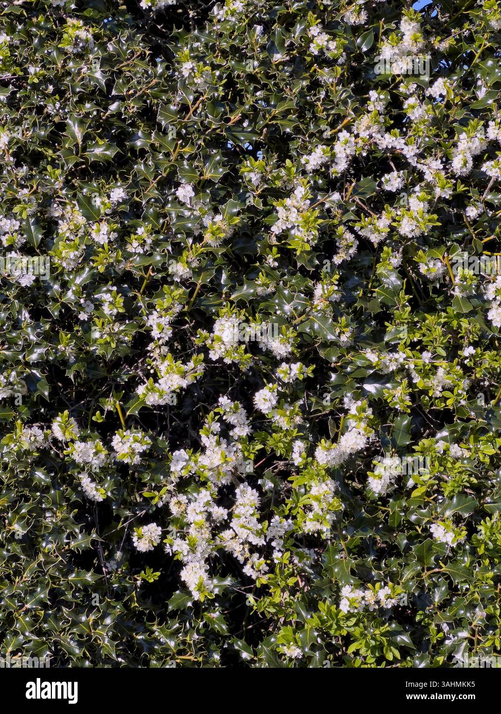 A hedge of holly and blackthorn (prunus spinosa) in Herefordshire. Blackthorn's spectacular white blossom is one of the earliest signs of springtime Stock Photo