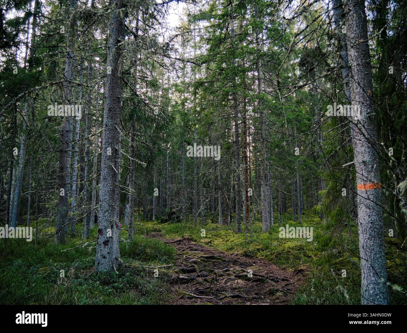 Store Mosse A serene forest path at Store Mosse National Park in Sweden, surrounded ...