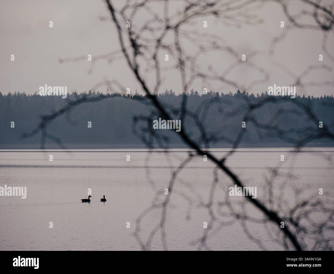A tranquil lake scene featuring graceful swans gliding on the calm ...