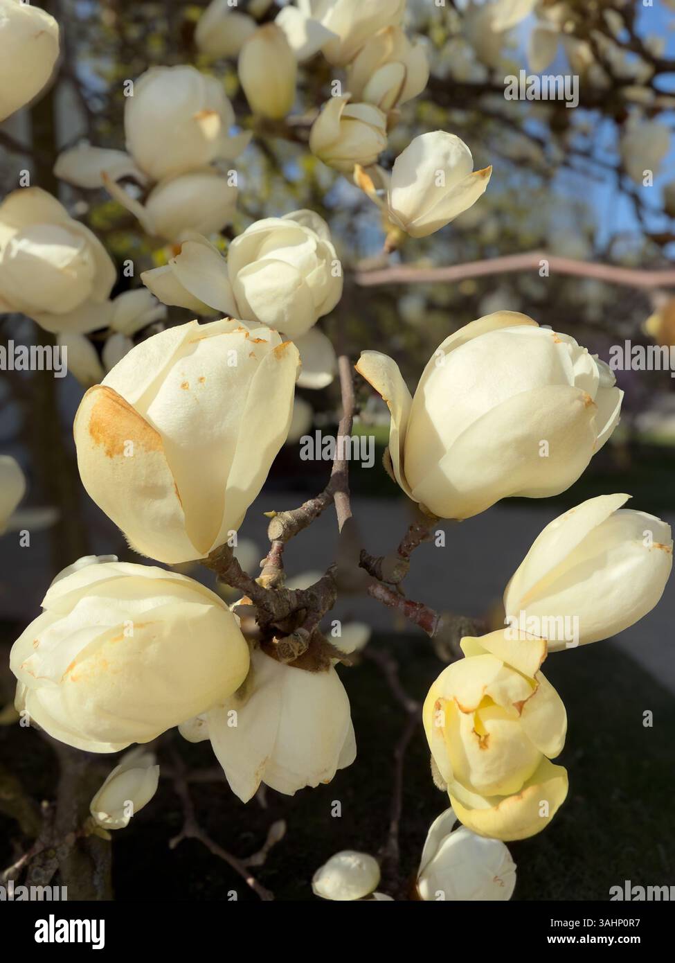 Close-up of blooming white magnolia flowers on tree branches in spring sunlight. Captures delicate beauty and freshness of seasonal blossoms. - Smartphone Captured Stock Image