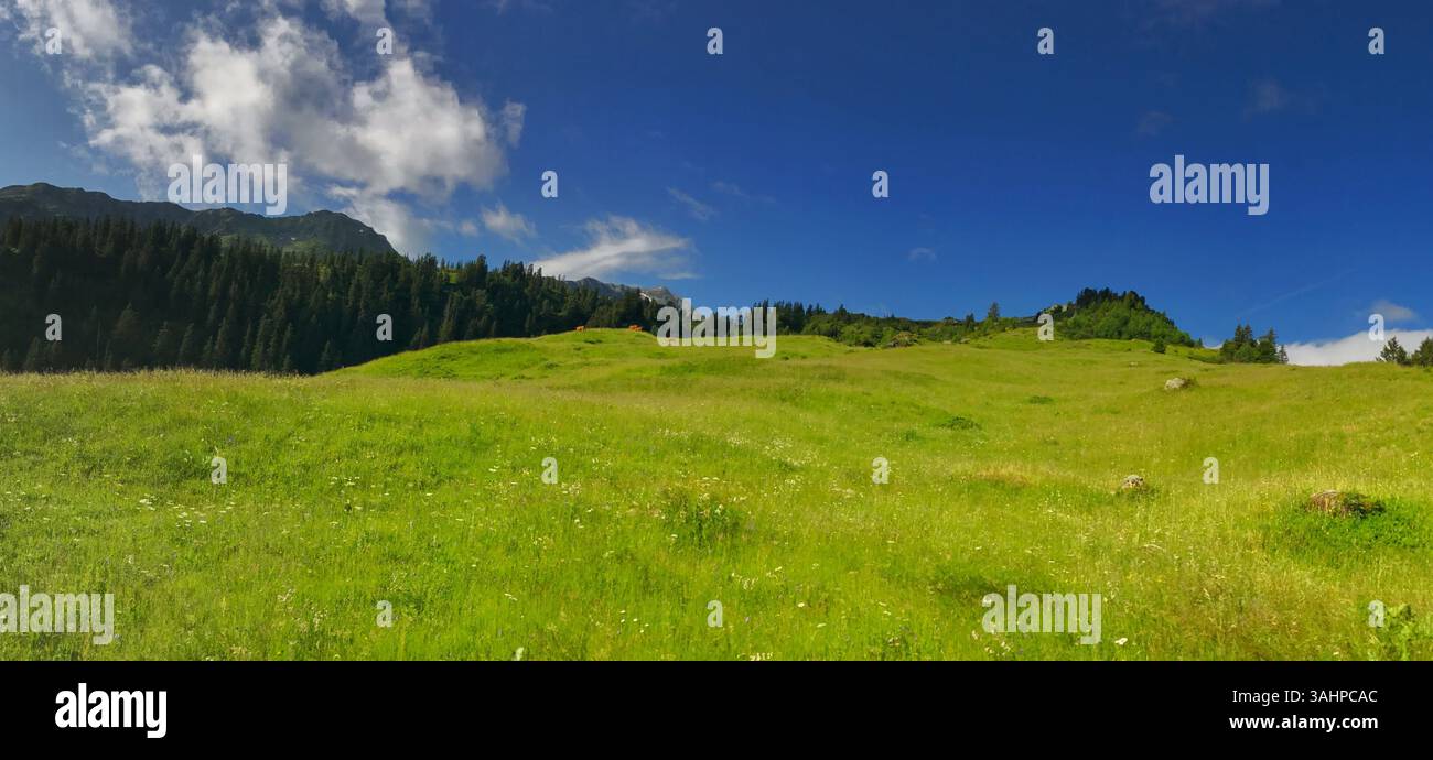 A panoramic view of a vibrant green meadow surrounded by trees under a ...