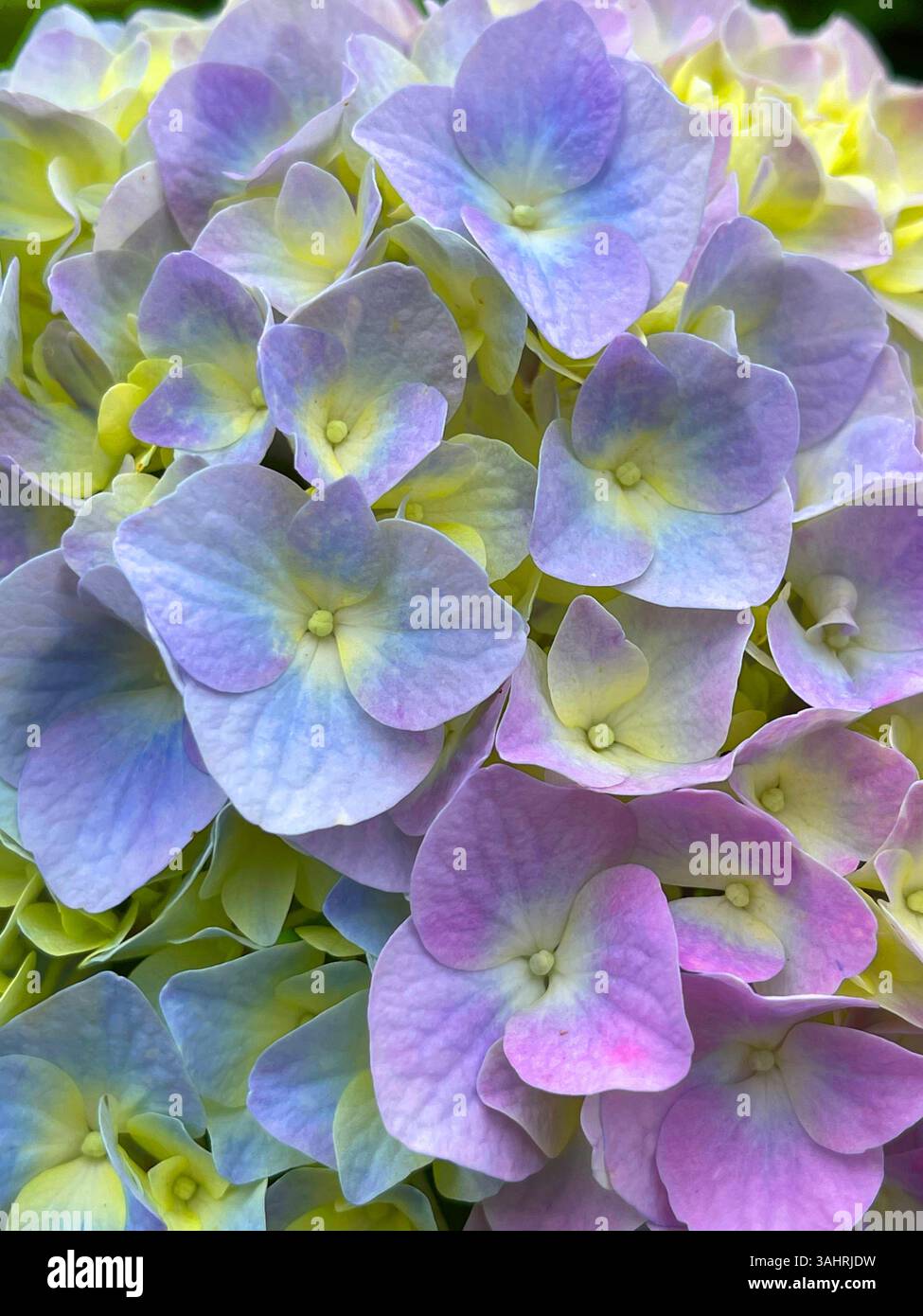 Hydrangea flower. Close view. - Smartphone Captured Stock Image