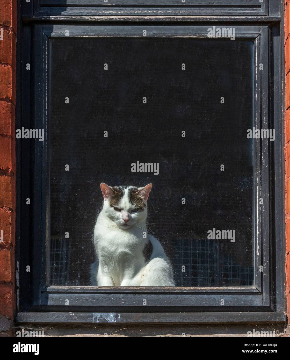 Cat sits in the sunshine on a windowsill gazing at the world outside. Stock Photo
