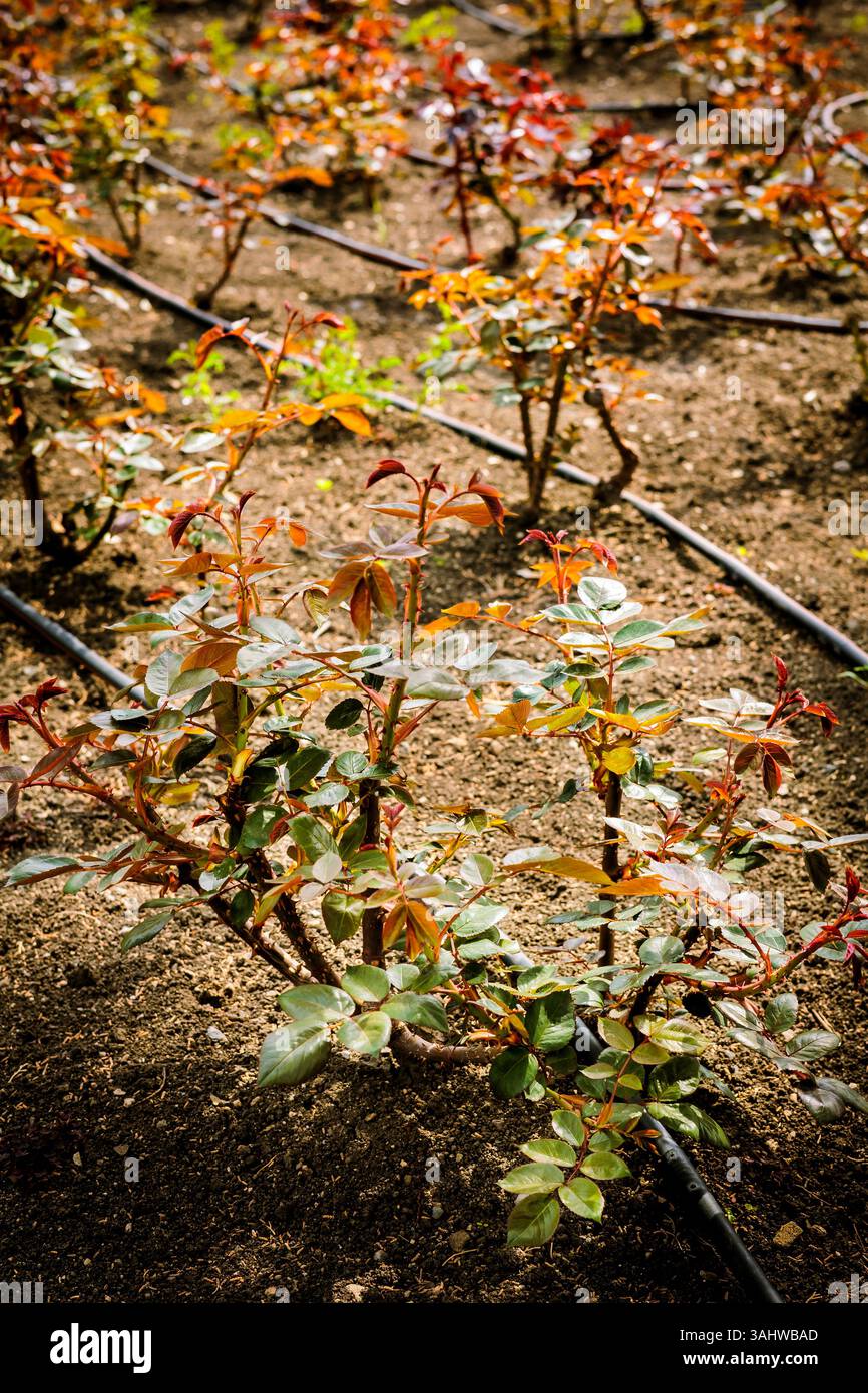 Rose Bush Spring Young rose bushes with fresh spring leaves growing in garden soil with ...