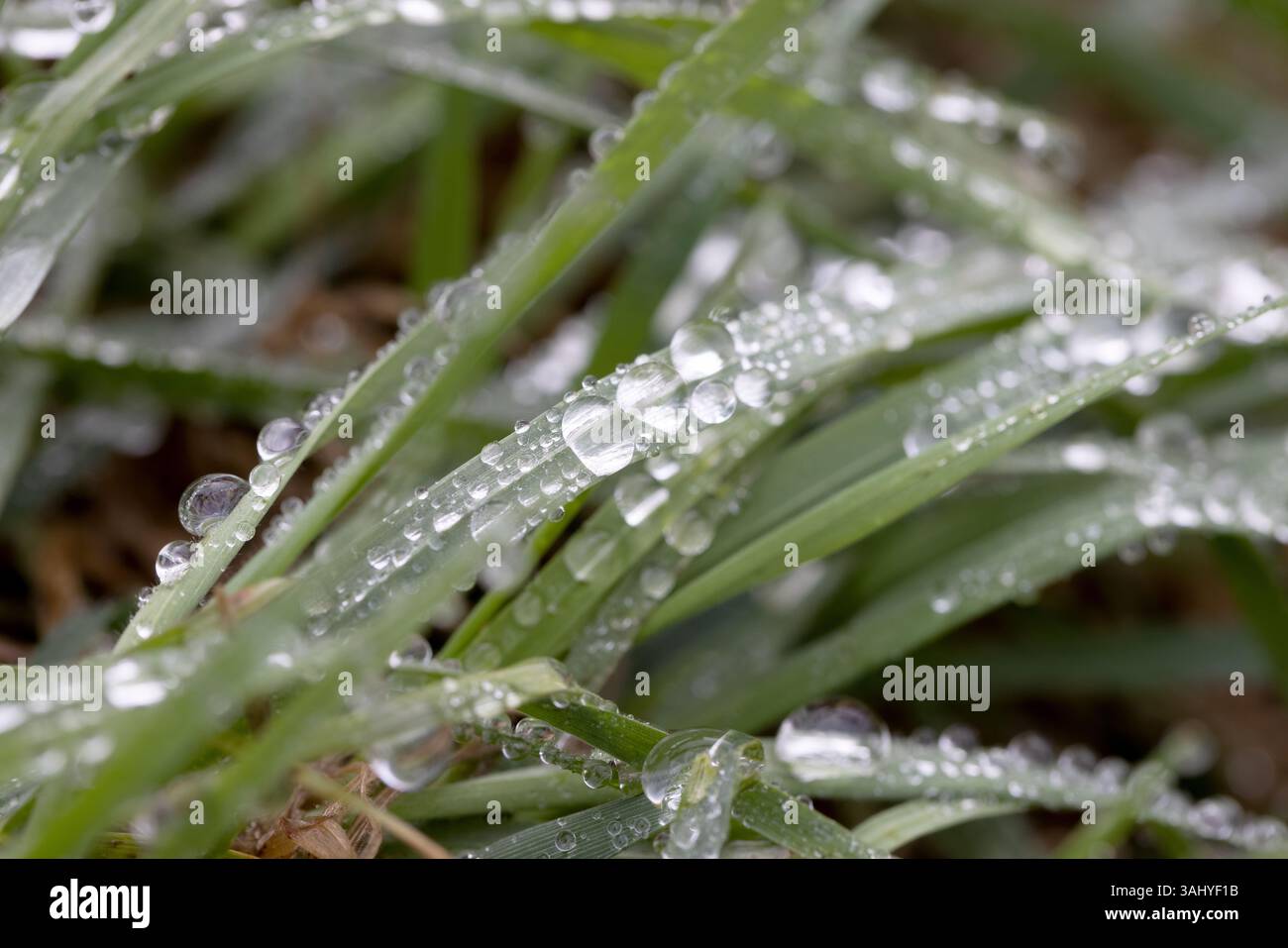 Macro photo of fresh green grass covered with morning dew. Natural background with water droplets on blades of grass, symbolizing freshness, purity, a Stock Photo