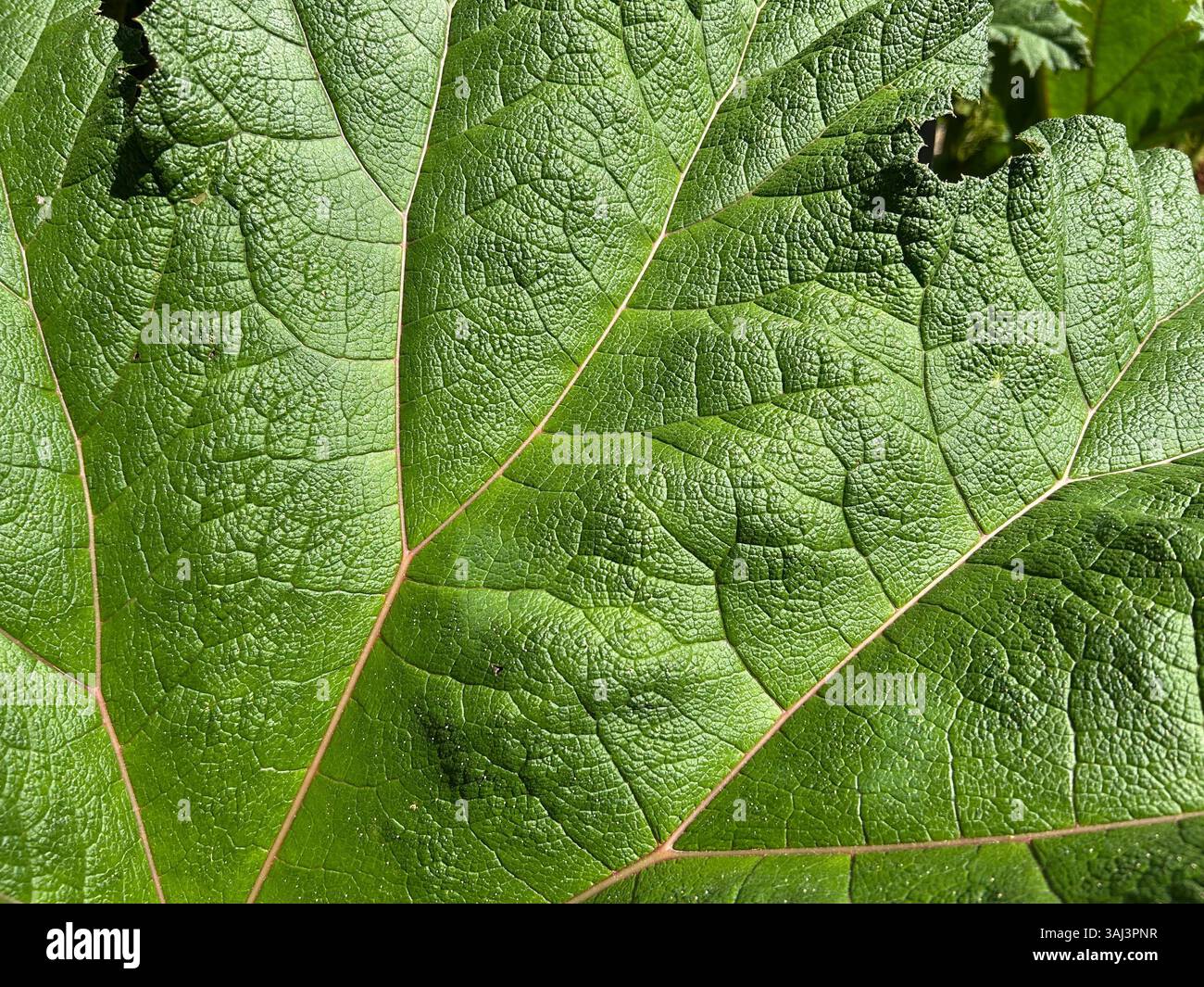 Leaf vein structure hi-res stock photography and images - Alamy