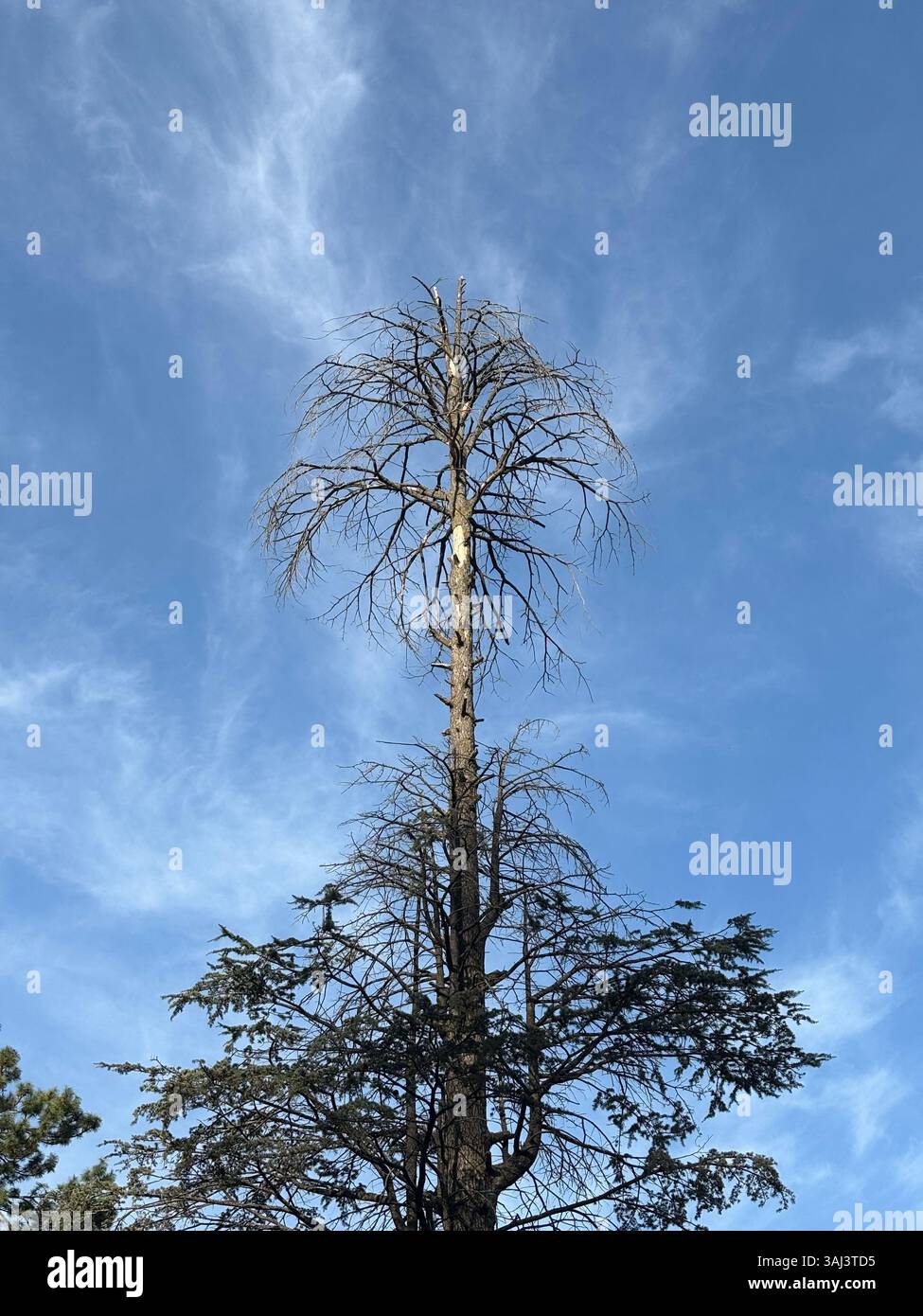 Tall Dying Tree Under Clear Blue Sky - Smartphone Captured Stock Image