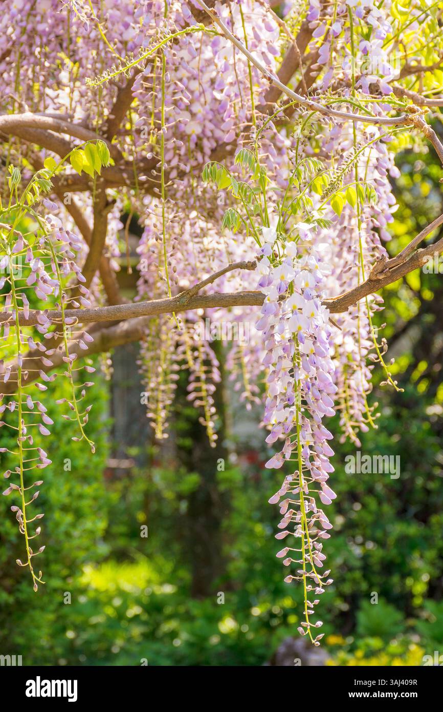 closeup of blooming wisteria in spring. romantic season. purple pink flowers hanging on the branch. floral background of botanical park on a sunny day Stock Photo