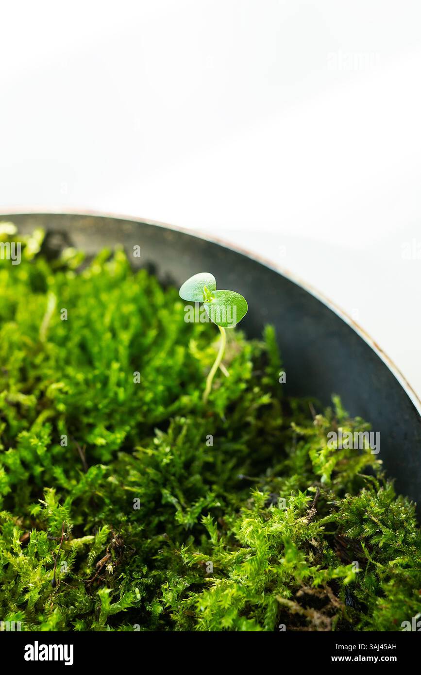 Lush green leaves emerges hi-res stock photography and images - Alamy