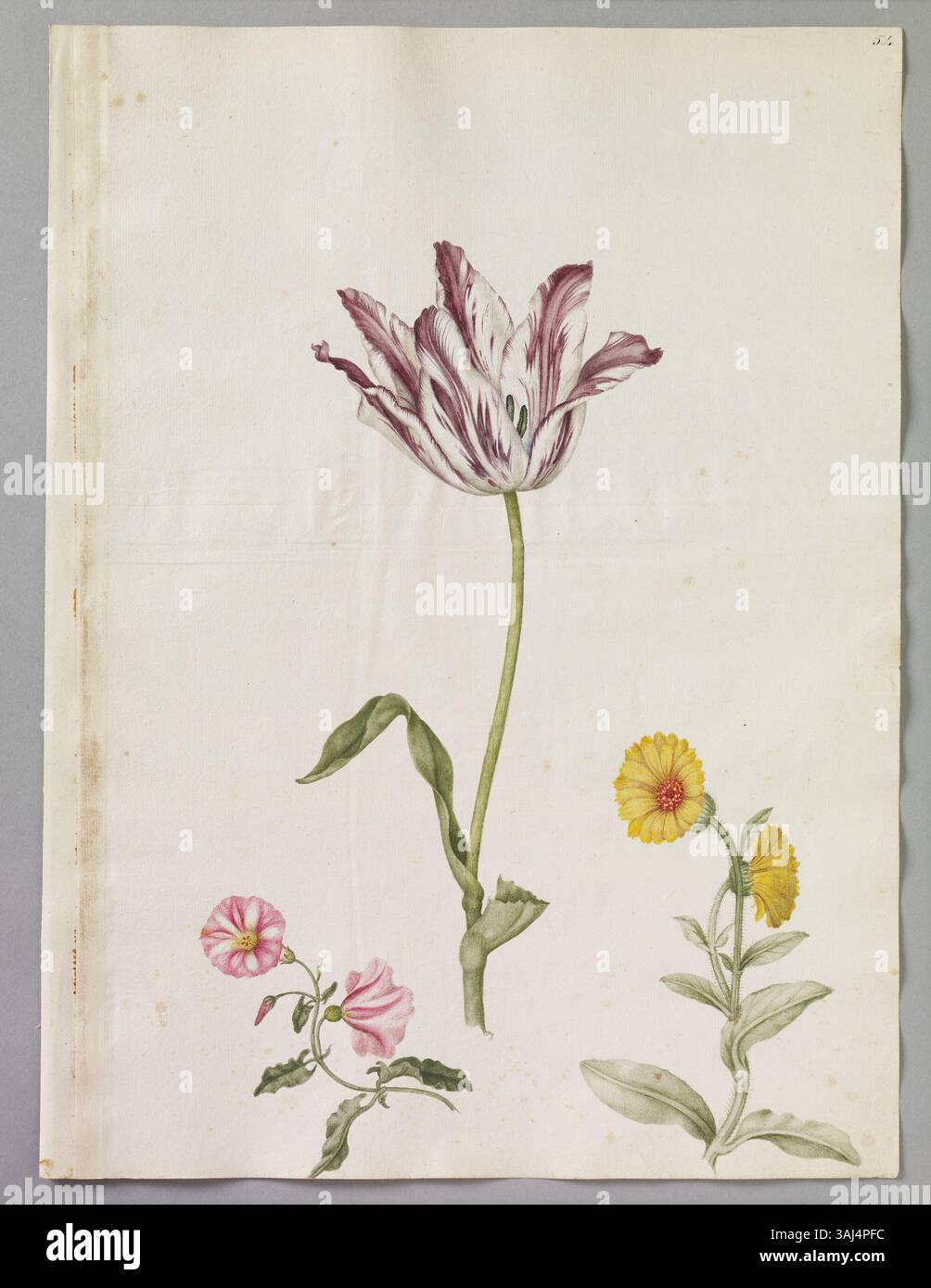 This watercolour by Alexander Marshal depicts a striped Tulip, a Single ...