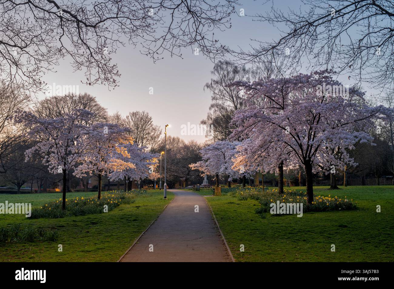 Spring cherry tree blossom in peoples park at sunrise. Banbury Oxfordshire, England Stock Photo