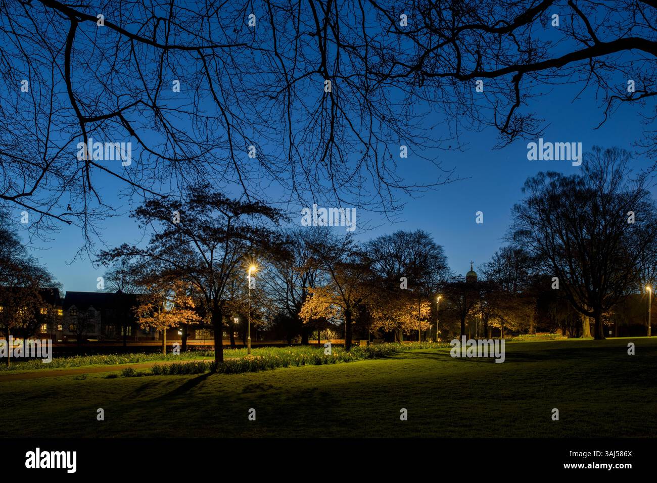 Spring cherry trees in peoples park at dawn. Banbury Oxfordshire, England Stock Photo