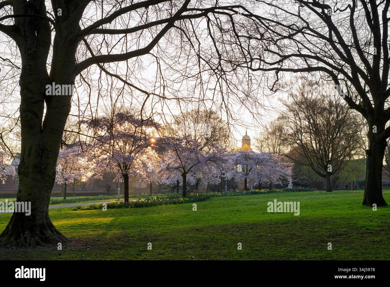 Spring cherry tree blossom in peoples park at sunrise. Banbury Oxfordshire, England Stock Photo