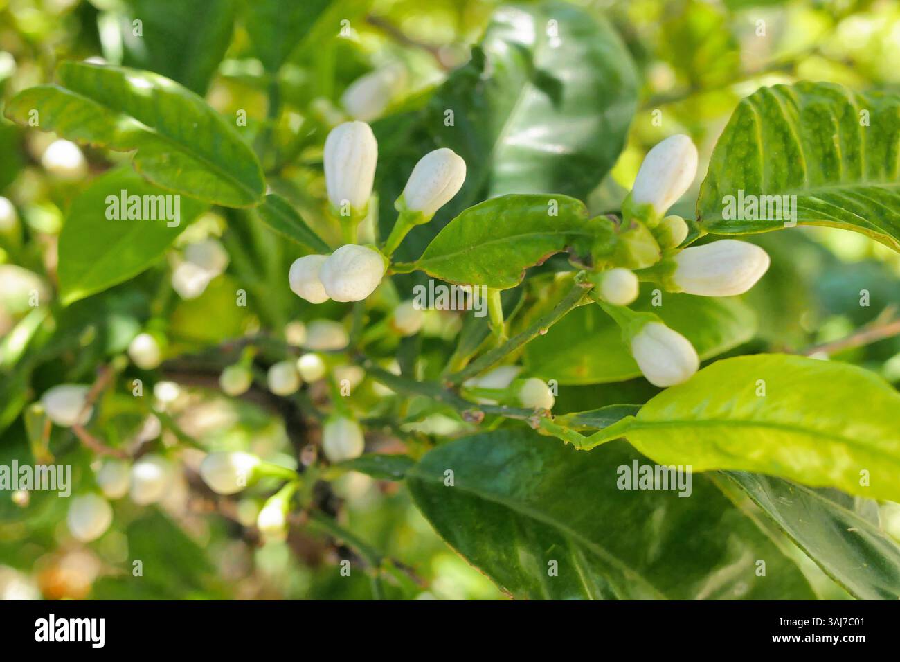 Buds on a lemon tree. Citrus blossom. Stock Photo