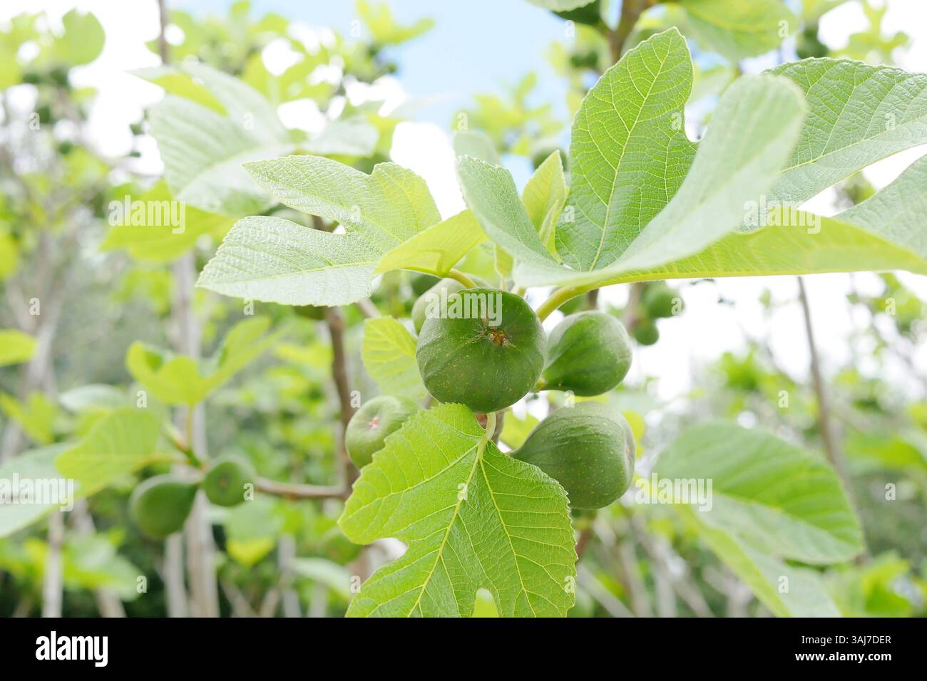 Unripe figs growing on a tree Stock Photo - Alamy