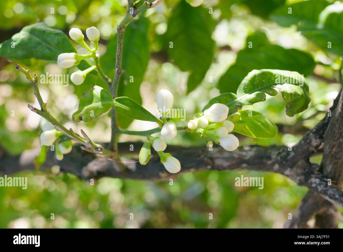 Buds on a lemon tree. Citrus blossom. Stock Photo