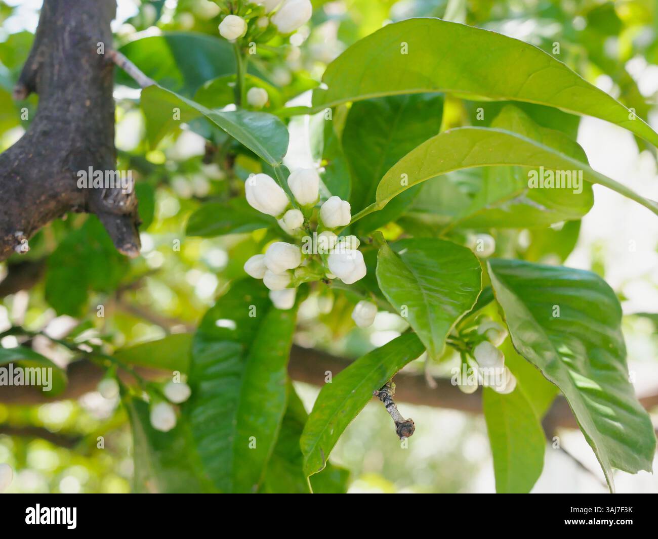 Buds on a lemon tree. Citrus blossom. Stock Photo