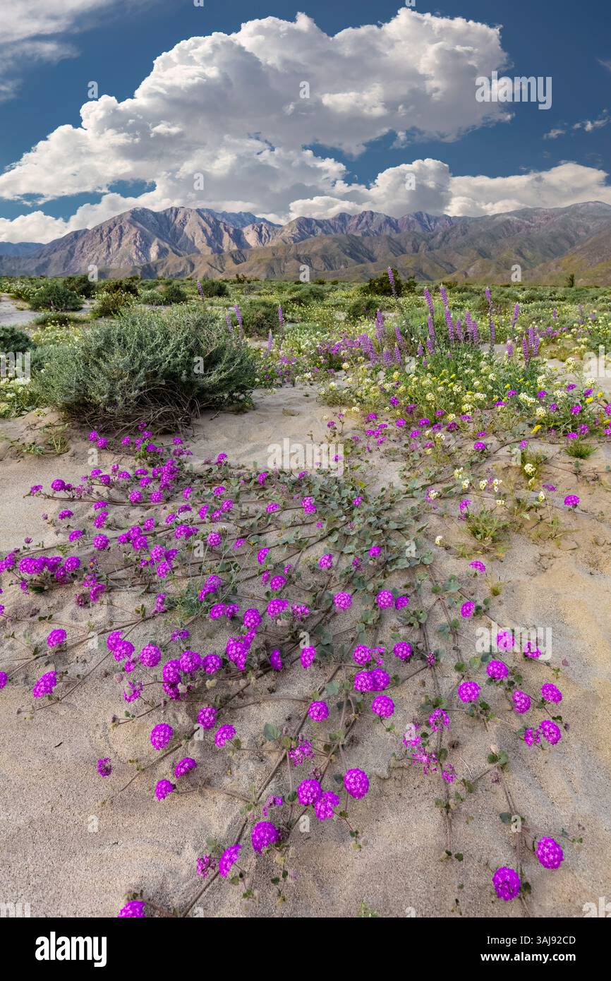Purple california wildflowers hi-res stock photography and images - Alamy