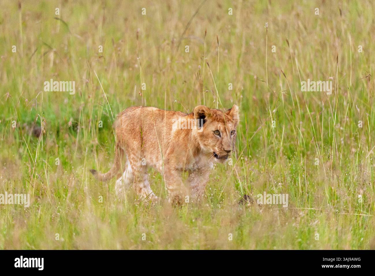 lion (Panthera leo), lion cub walking through tall grass, side view ...