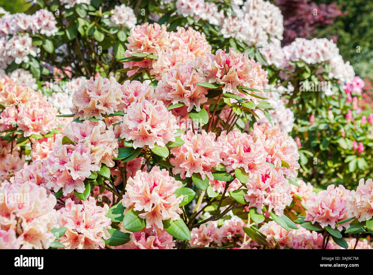 Rhododendron brasilia hi-res stock photography and images - Alamy