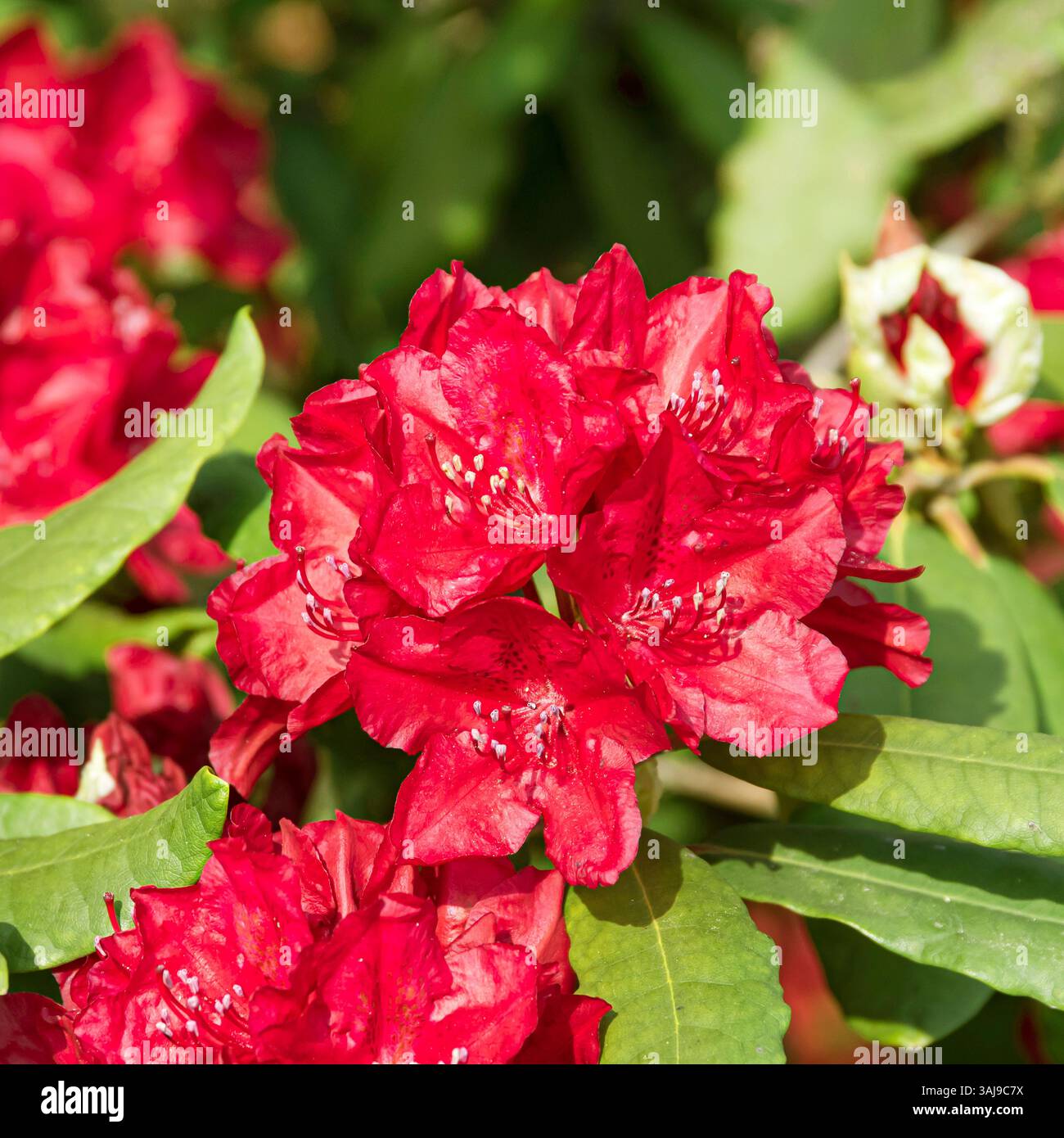Rhododendron hachmanns feuerschein hi-res stock photography and images -  Alamy