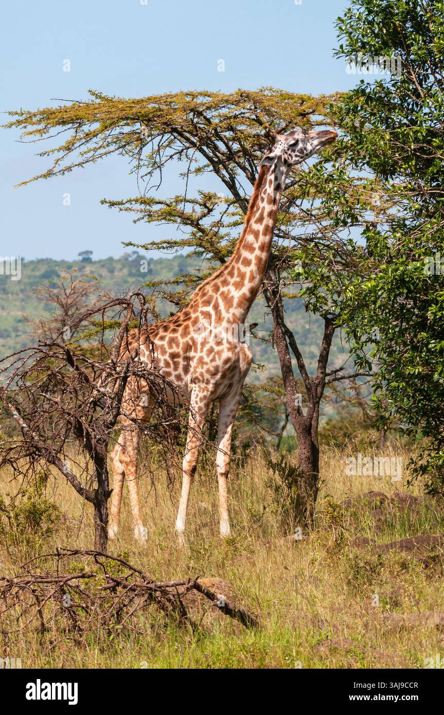Masai Giraffe Maasai Giraffe Kilimanjaro Giraffe Giraffa Masai Giraffe Maasai Giraffe Kilimanjaro Giraffe Giraffa