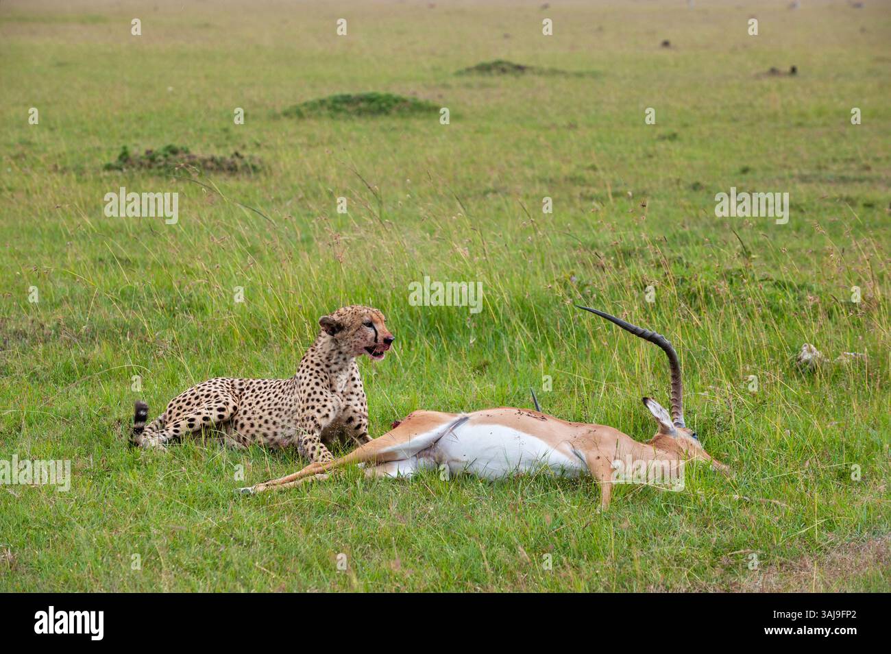 cheetah (Acinonyx jubatus), feeding on a captured impala, side view ...