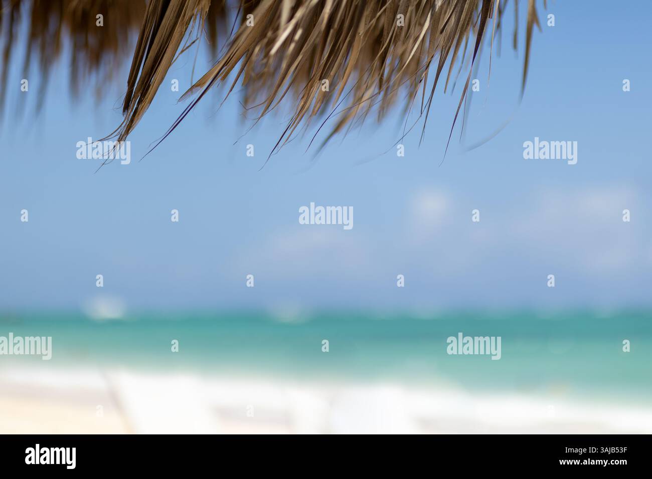 Leaves swaying gently in breeze hi-res stock photography and images - Alamy