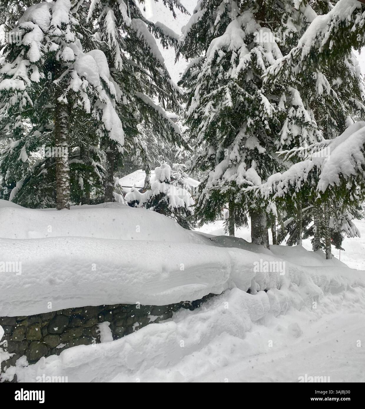 Heavy Snowfall on Evergreen Trees and Stone Wall Stock Photo