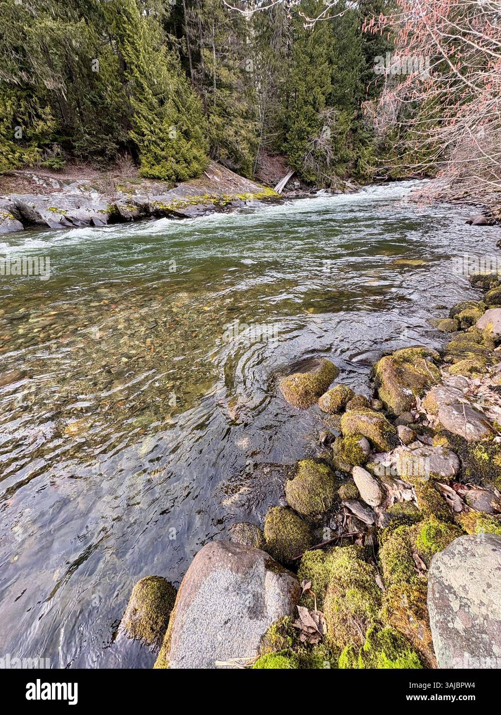 Riverbank with Moss-Covered Rocks and Evergreen Trees - Smartphone Captured Stock Image