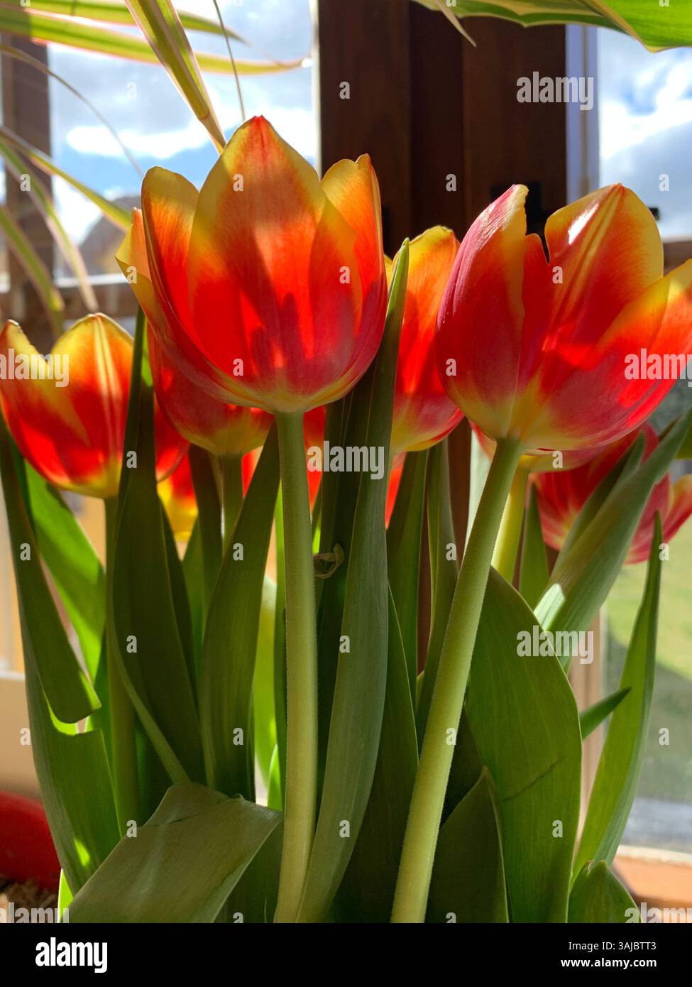 red tulips in the sun - Smartphone Captured Stock Image