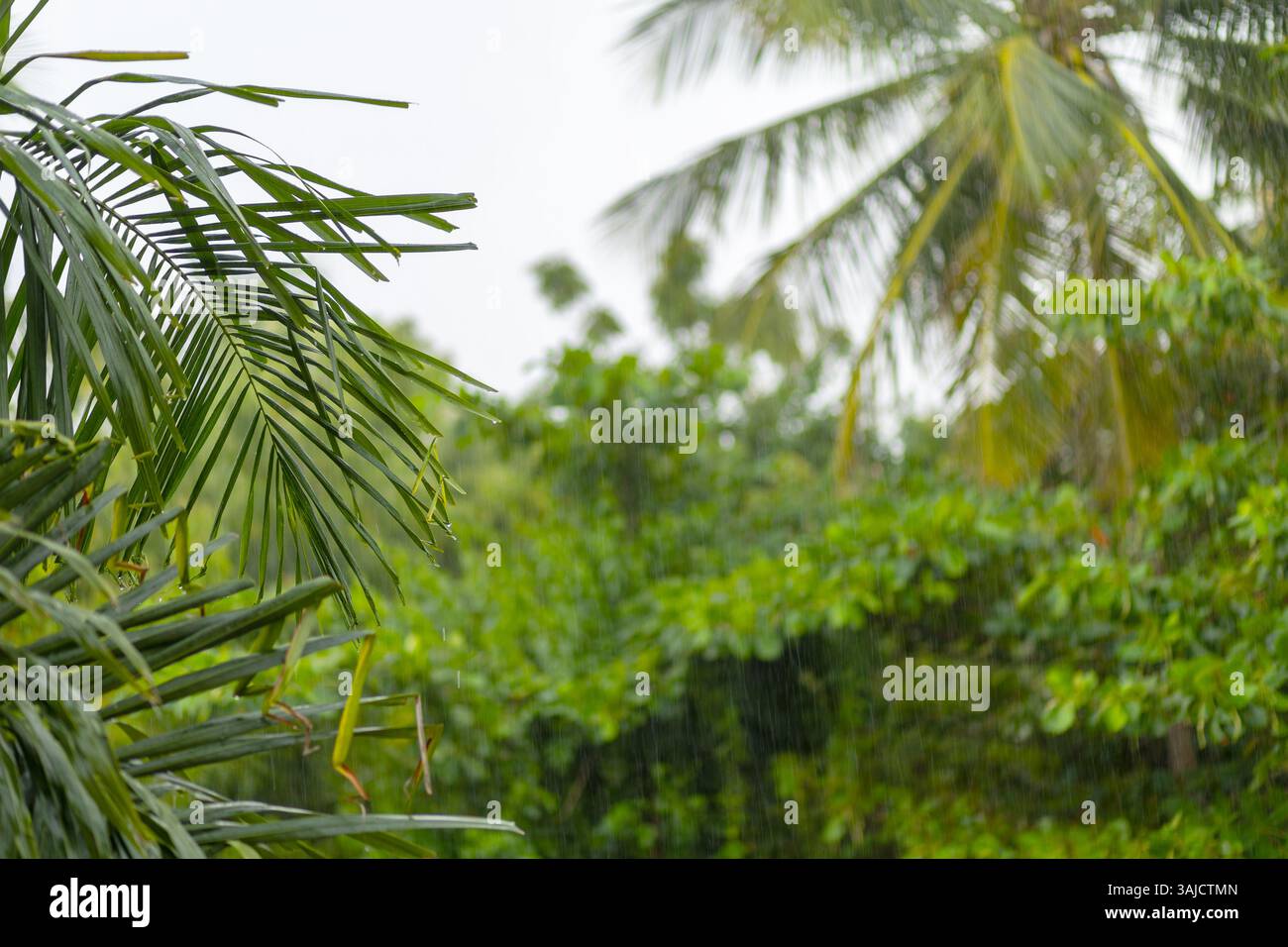 Heavy rain on palm trees hi-res stock photography and images - Alamy