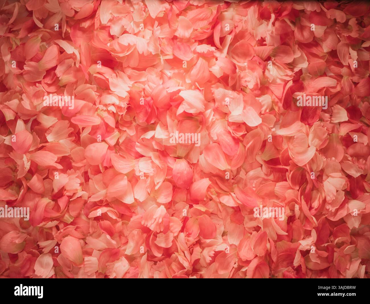 Taif Roses Saudi Taif rose saudi arabia hi-res stock photography and images - Alamy
