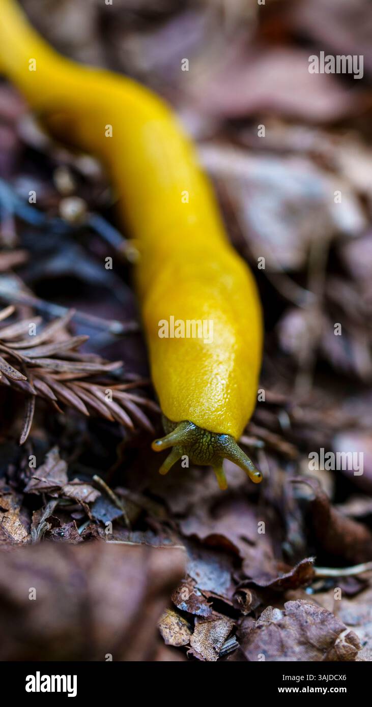 Banana slug texture hi-res stock photography and images - Alamy