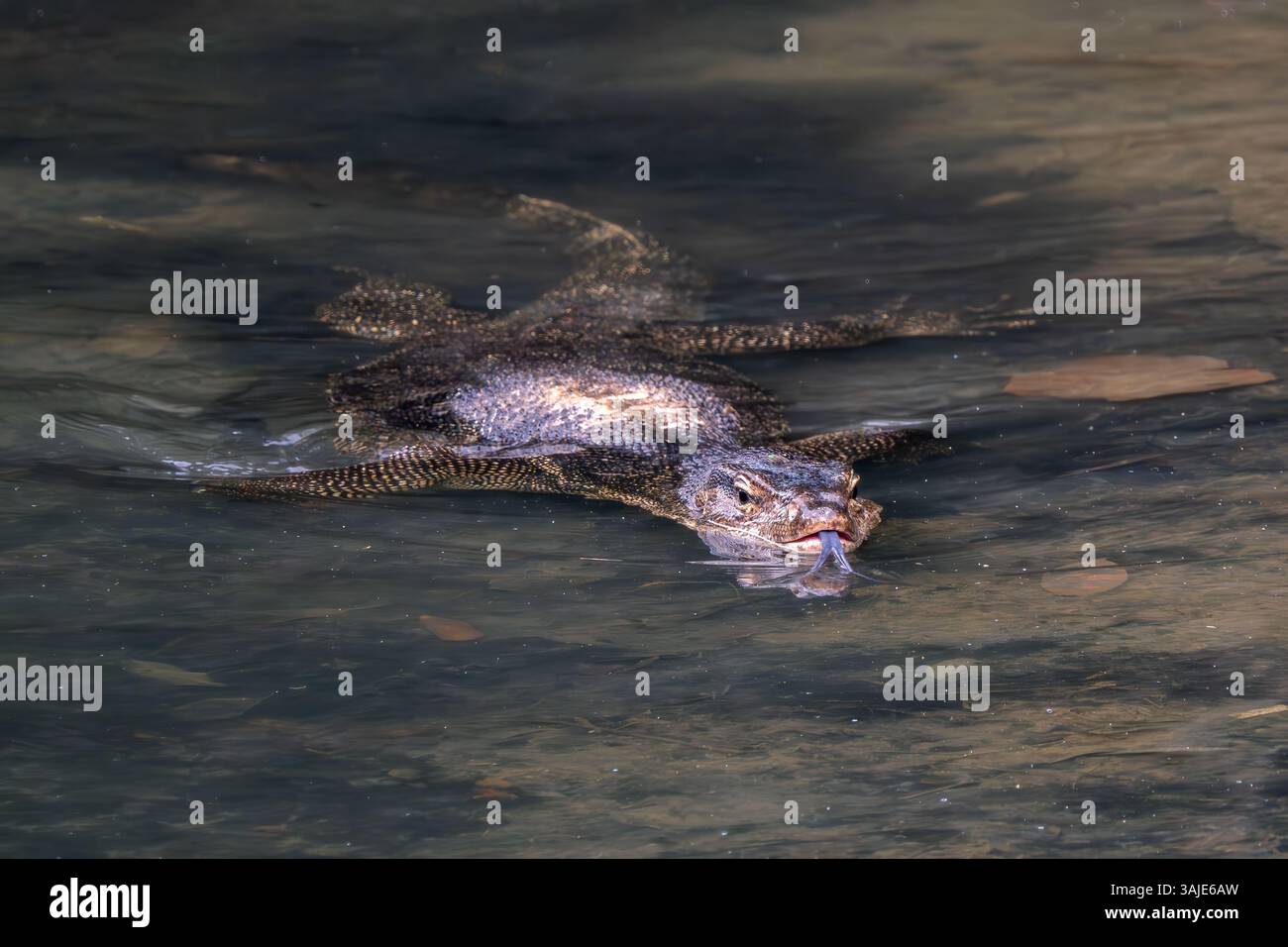 Common Water Monitor - Varanus salvator, beautiful large lizard from Asian fresh waters, Singapore. Stock Photo