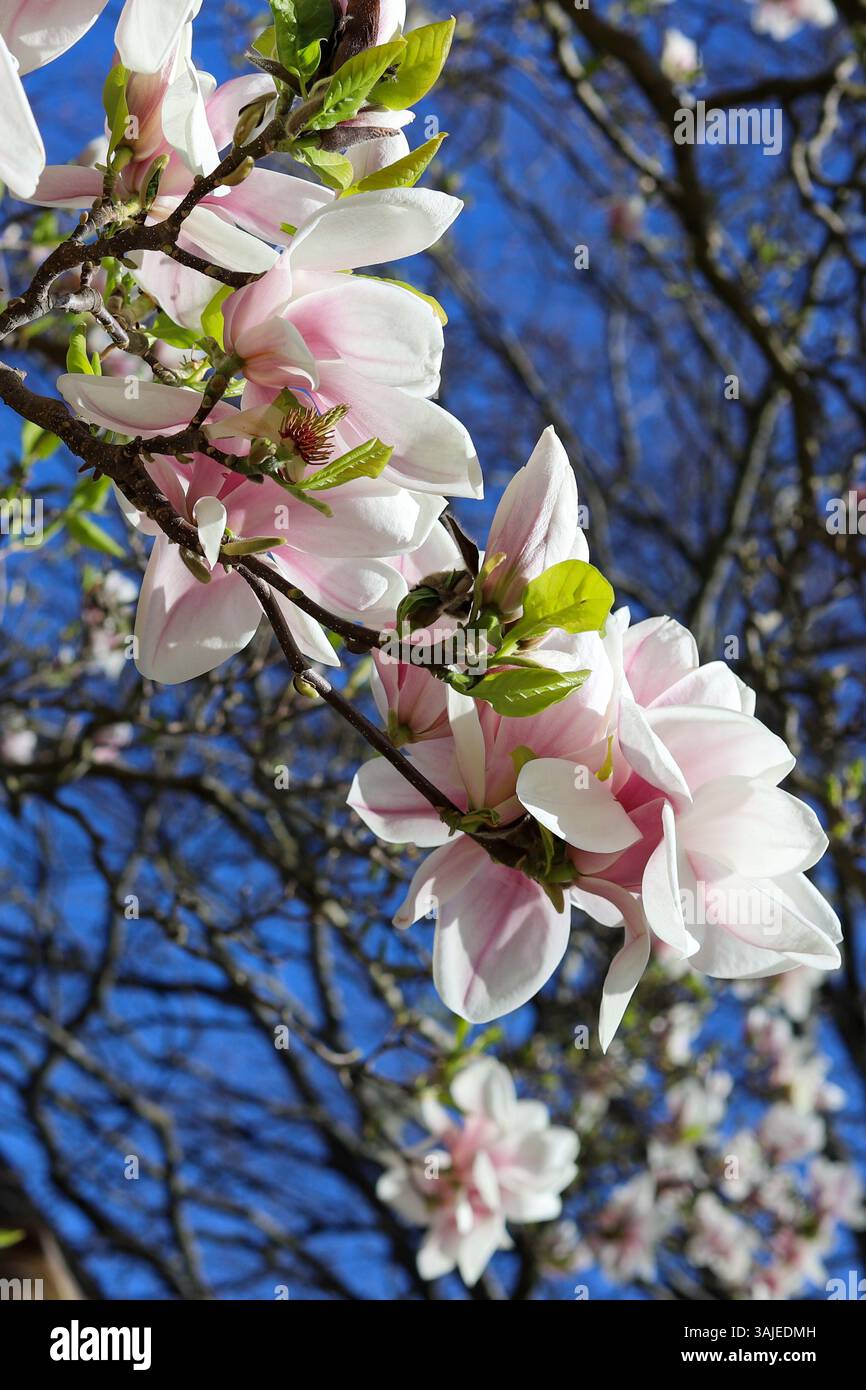Close up images of Magnolia x Soulangeana in bloom, early Spring ...