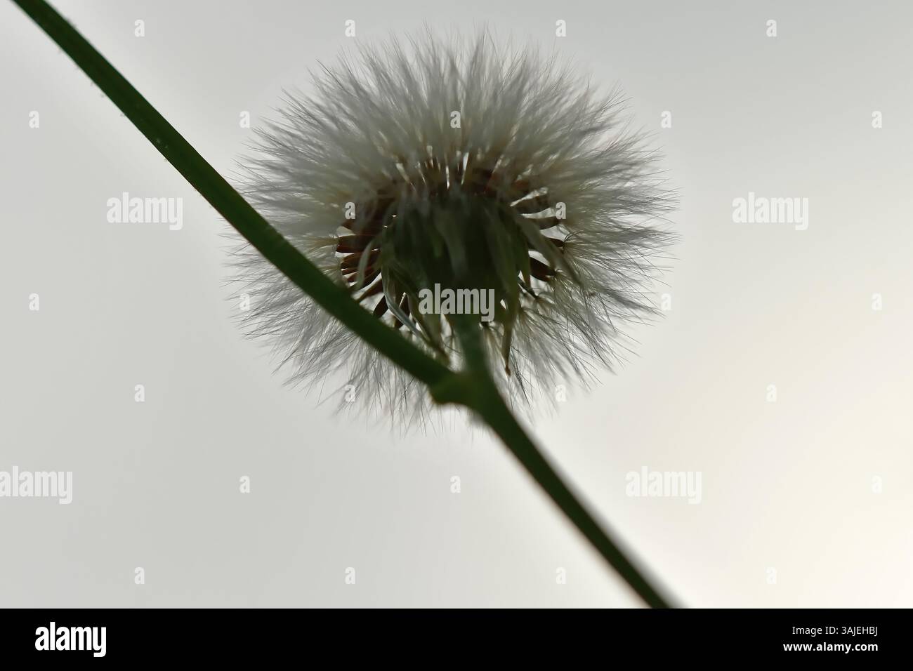 thistle seeds in a macro view Stock Photo