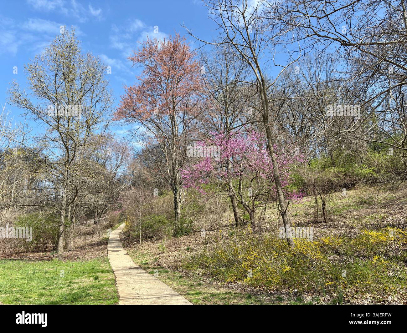 Winding path through blooming spring forest under blue sky Stock Photo