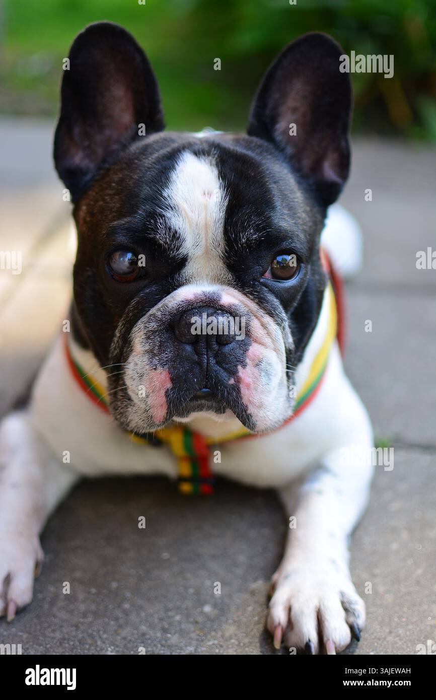 Cute black and white colour french bulldog is lying on a ground in countryside. Stock Photo