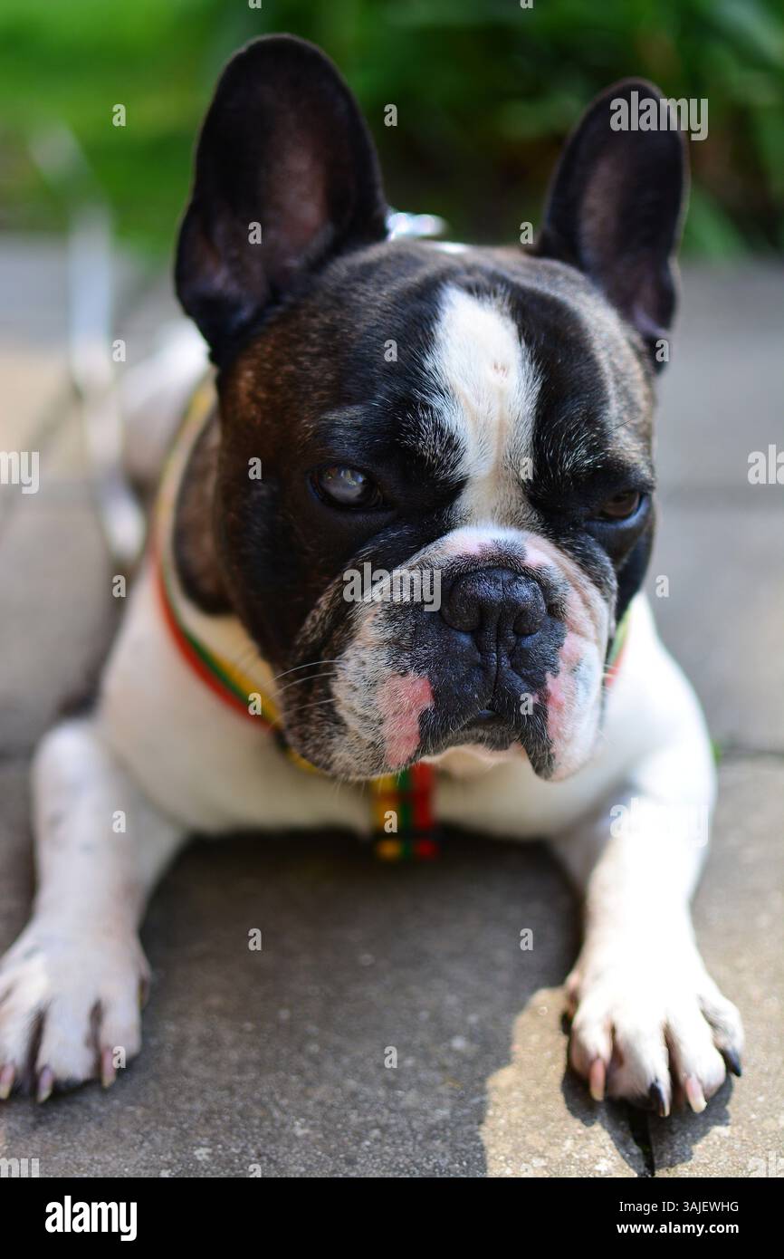 Cute black and white colour french bulldog is lying on a ground in countryside. Stock Photo